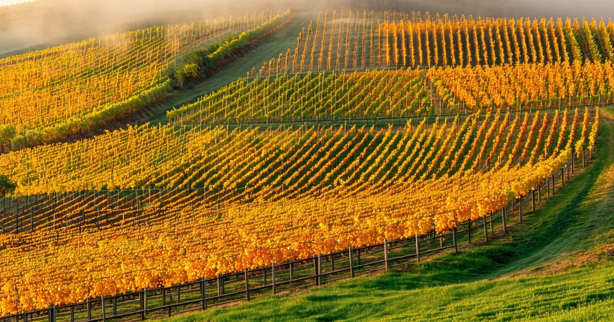 Autumn vineyard landscape with golden vines and misty hills
